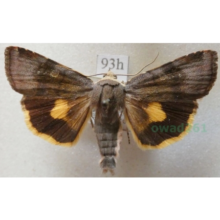 Noctua janthina Denis & Schiffermüller, 1775 Rolnica przepaska Czech93h